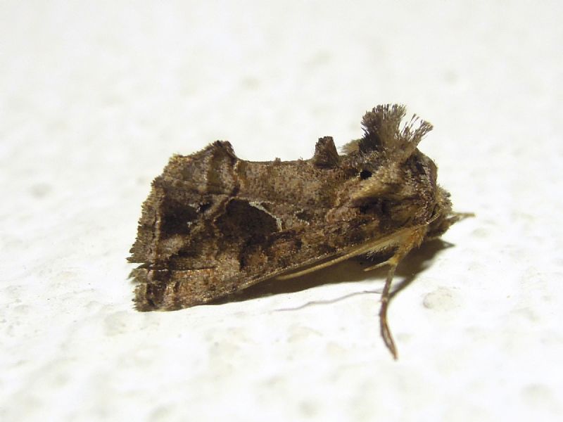 Ctenoplusia accentifera (Noctuidae)